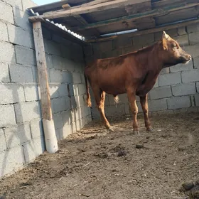 öküz