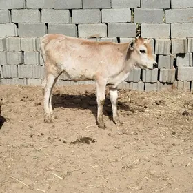 Tuwejikler
