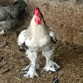 Balgar brama horaz