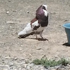kepderi