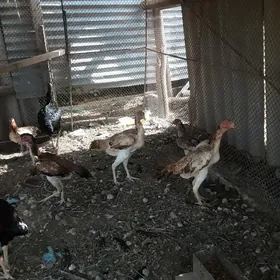 baysow towuk