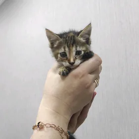 КОТЕНОК