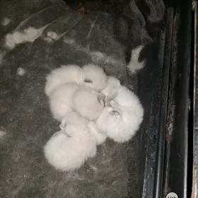 сиамские котята
