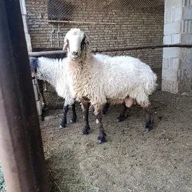 goç