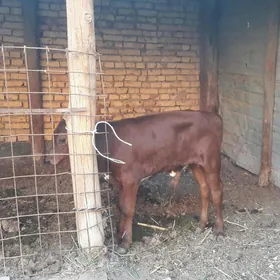 saglyk sygyr
