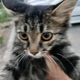 котенок