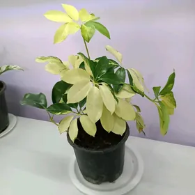 ШЕФЛЕРА ГОЛД