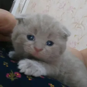шотландский лиловый мальчик