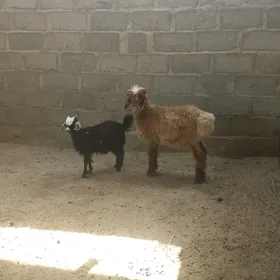 tokli çebjtokli çebis