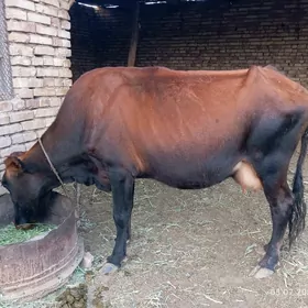ŶEKETAR SYGYR
