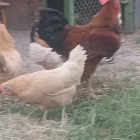 Towuk horaz