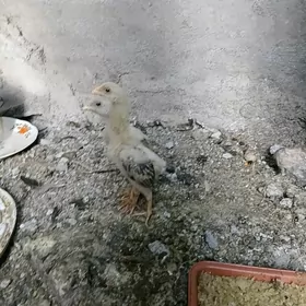 TAŞKENT JÚJE
