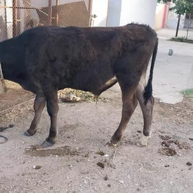 şwes okuz