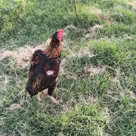 Taşkent horaz