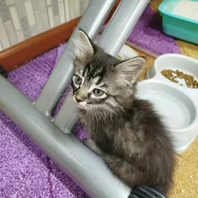 маленький котенок