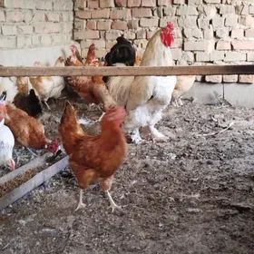 Brama horaz