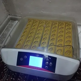 Inkubator