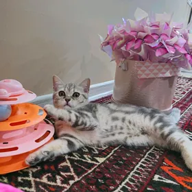 Чистокровные шотландские котят