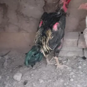 Baysow horaz