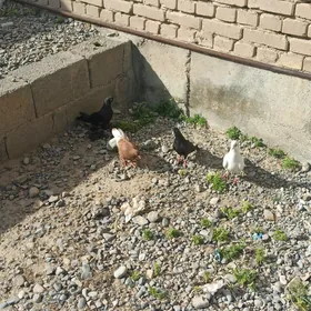 kepderi