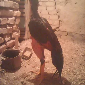 Ozbek