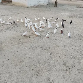 Kepderi