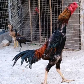Taşkent horaz