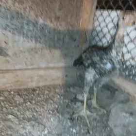 Baysow juyjeler