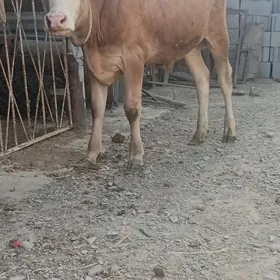 öküz