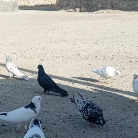 kepderi.