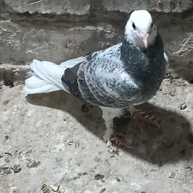 Kepderi