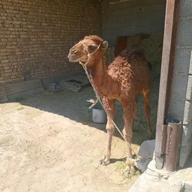 düýe