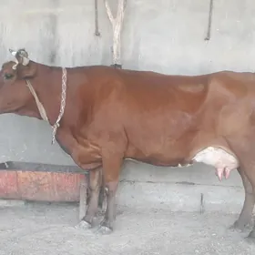 goleli