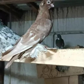 Kepderi
