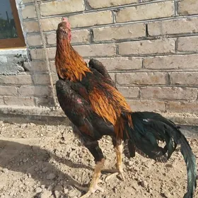 бразил