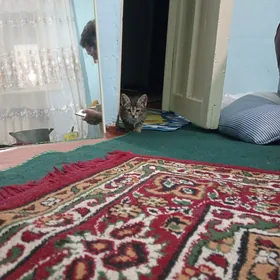 pishik кошка
