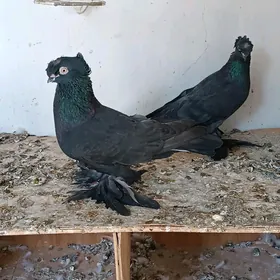 Kepderi