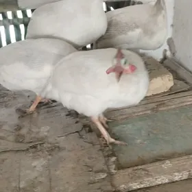 Käkilik