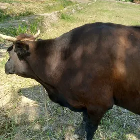 Eston sygyr