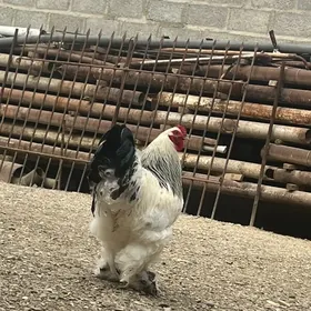 brama