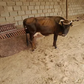 tanaly sygyr