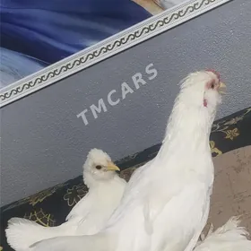 жуйже