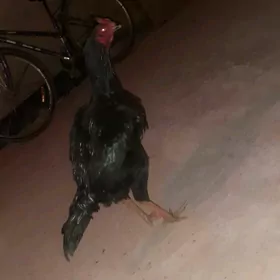 paroda horaz yas