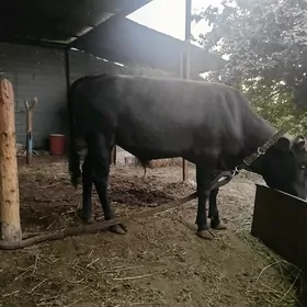 okuzce