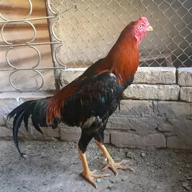 turk