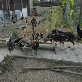 taşkent jüýjeler