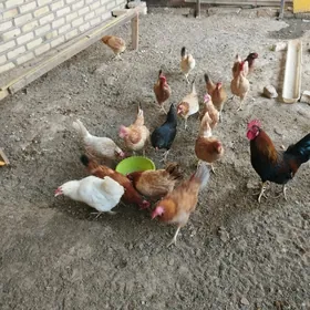 towuk товук