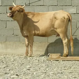 sygyr