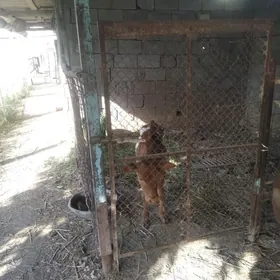 голели сыгыр