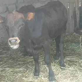 öküzçe tüwe öküz göle